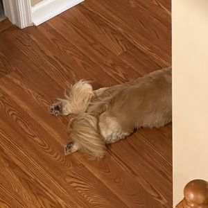 Meet your Posher, Angela